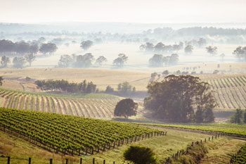 Sunshine Over Hunter Valley Vineyard — Disability Services & Support in Hunter Valley, NSW